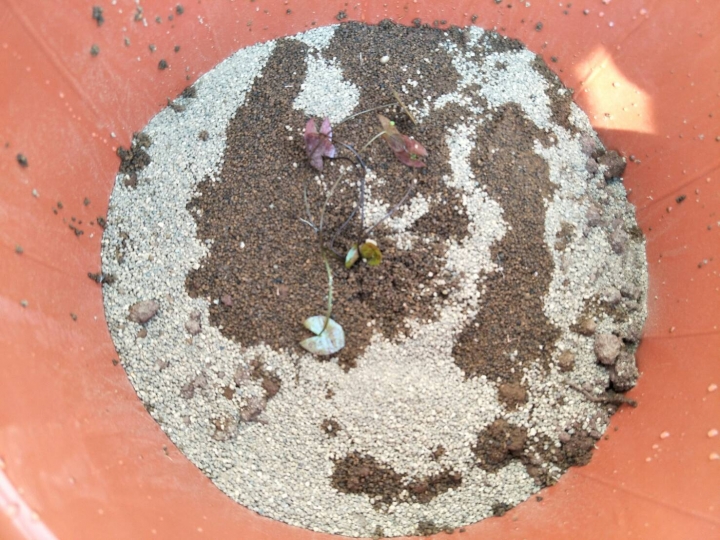 種植睡蓮