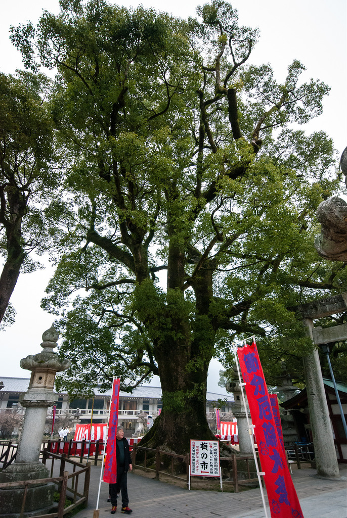 [日本北九州自助行]-福岡-太宰府天滿宮賞冬梅