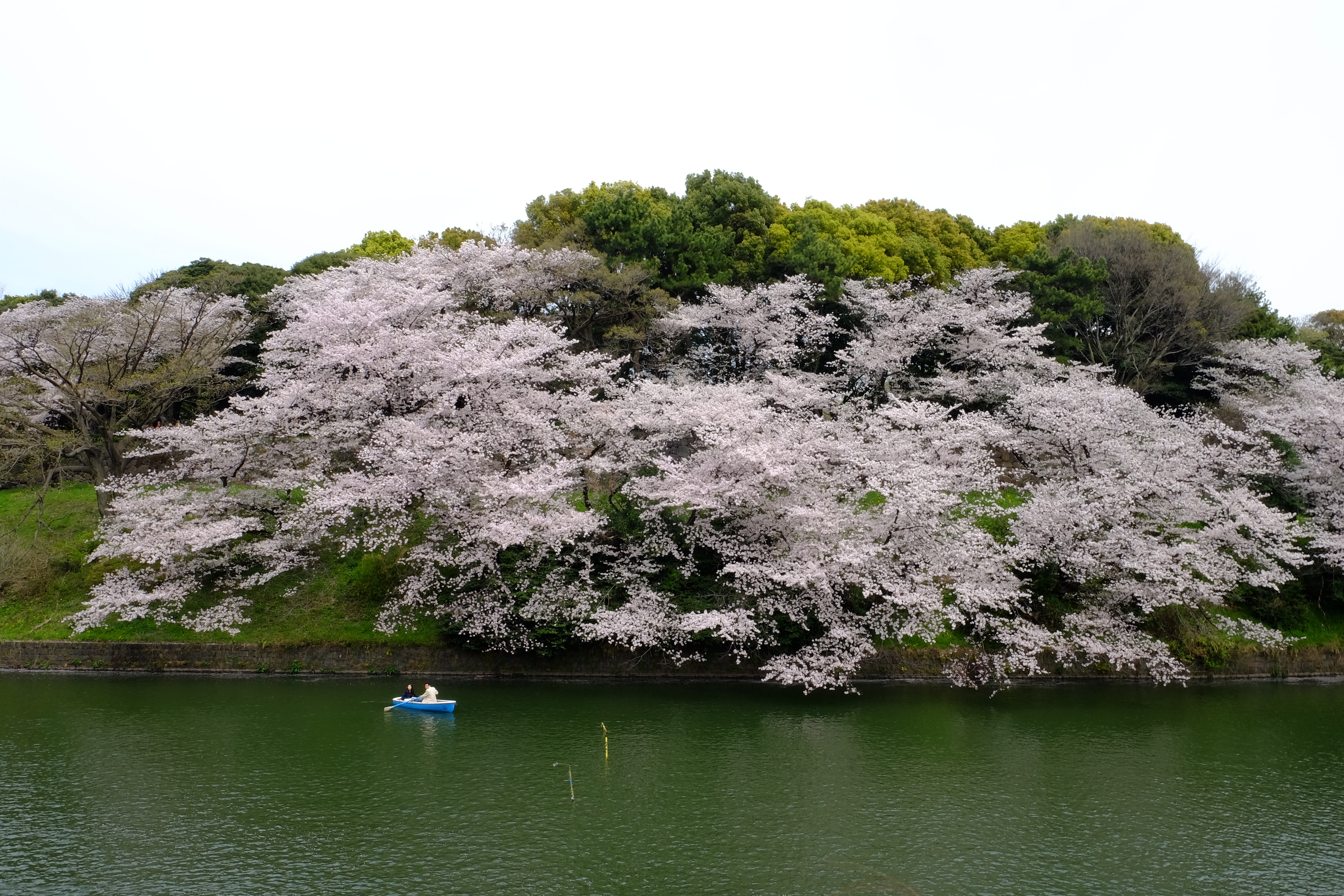 FUJIFILM X-T1+XF18-55  河口湖東京自助七日賞櫻之旅