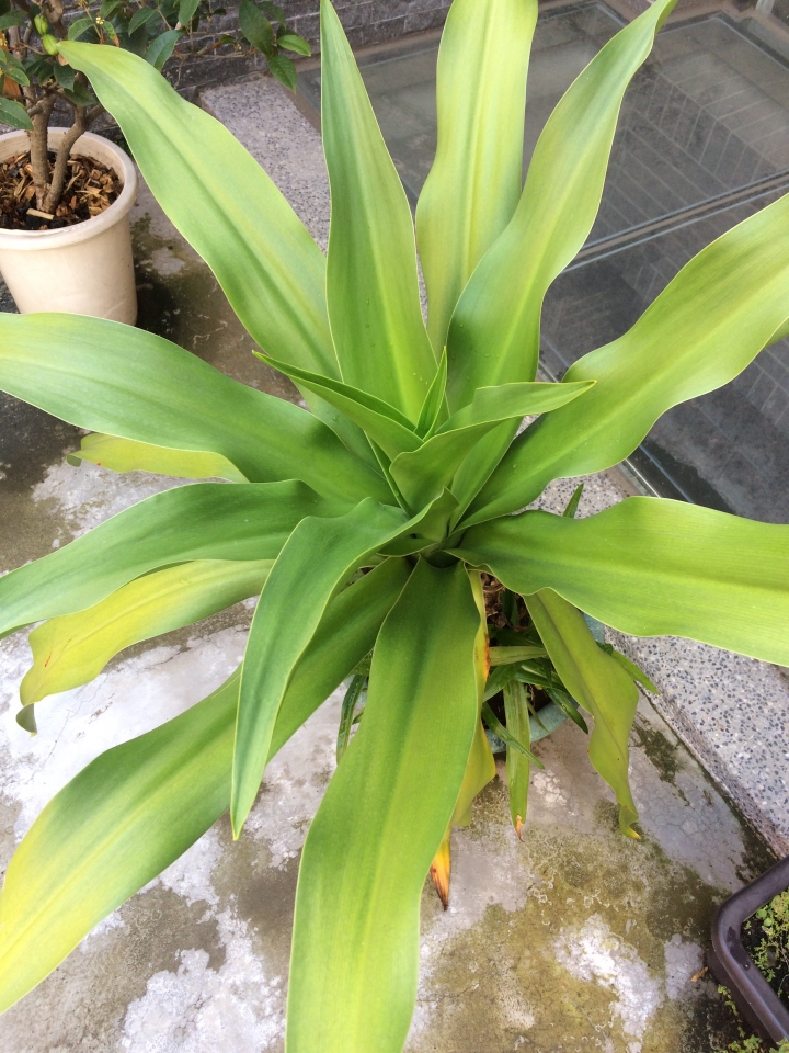 請問植物名及生病植物處理