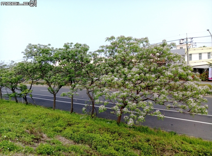 台南市苦煉花4月4號 縣173+曾文溪堤防