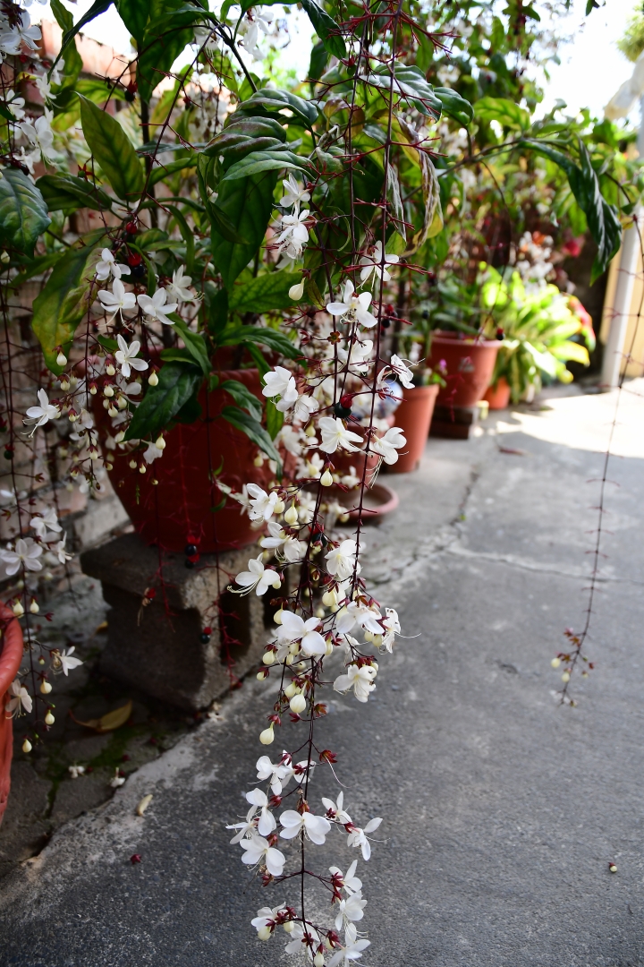 [蓋樓哦] Nikon 16-80mm F2.8-4E 分享區