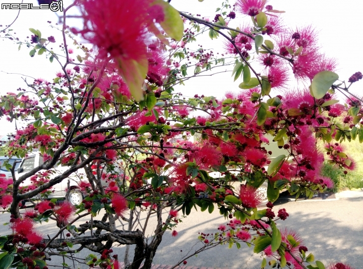 台南市歸仁區運動公園粉撲花4月22號