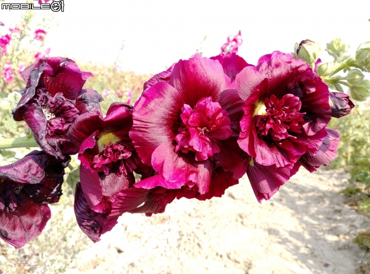 台南市台灣詩路 4月2號 木棉花 蜀葵花 菊花 向日葵