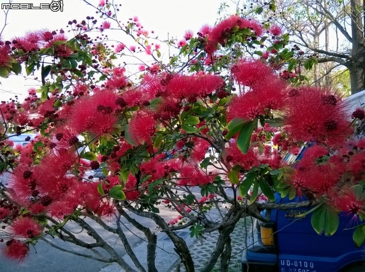 台南市歸仁區運動公園粉撲花4月22號