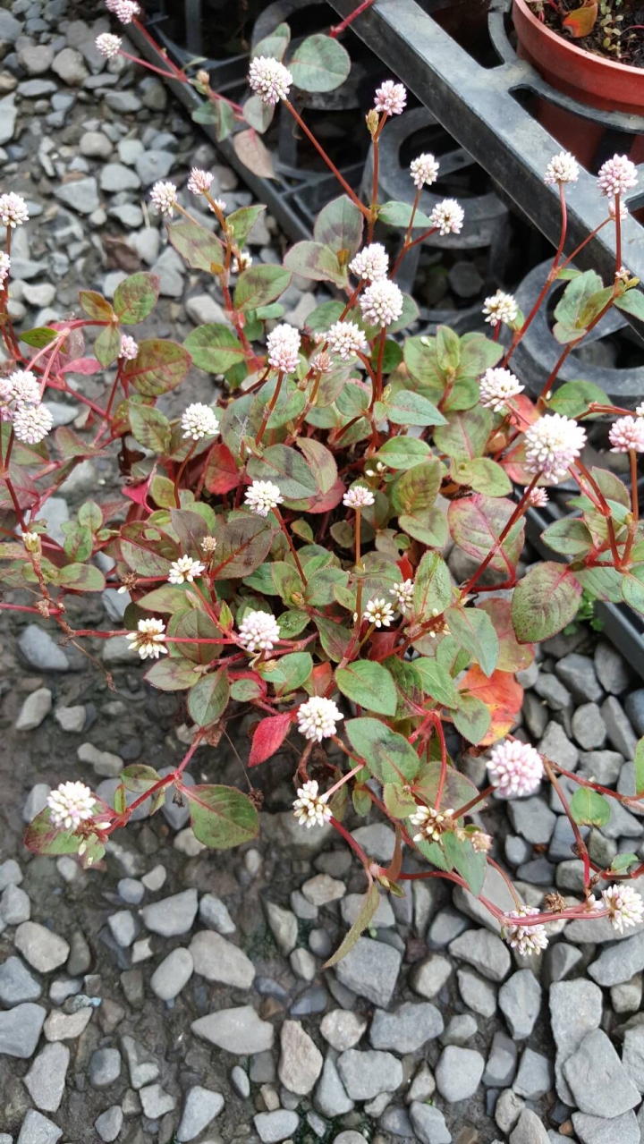 請問這是什麼植物呢?