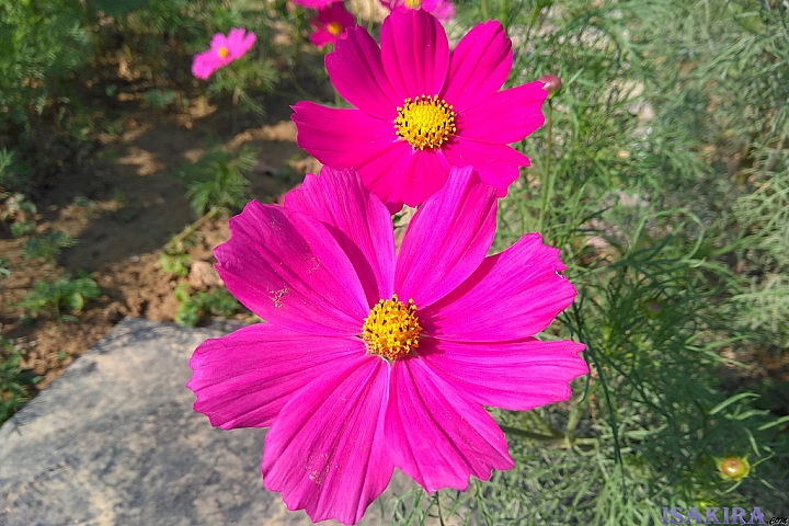 紅米NOTE4X 開箱☆