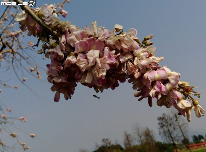 台南市將軍埤櫻花道 4月3號