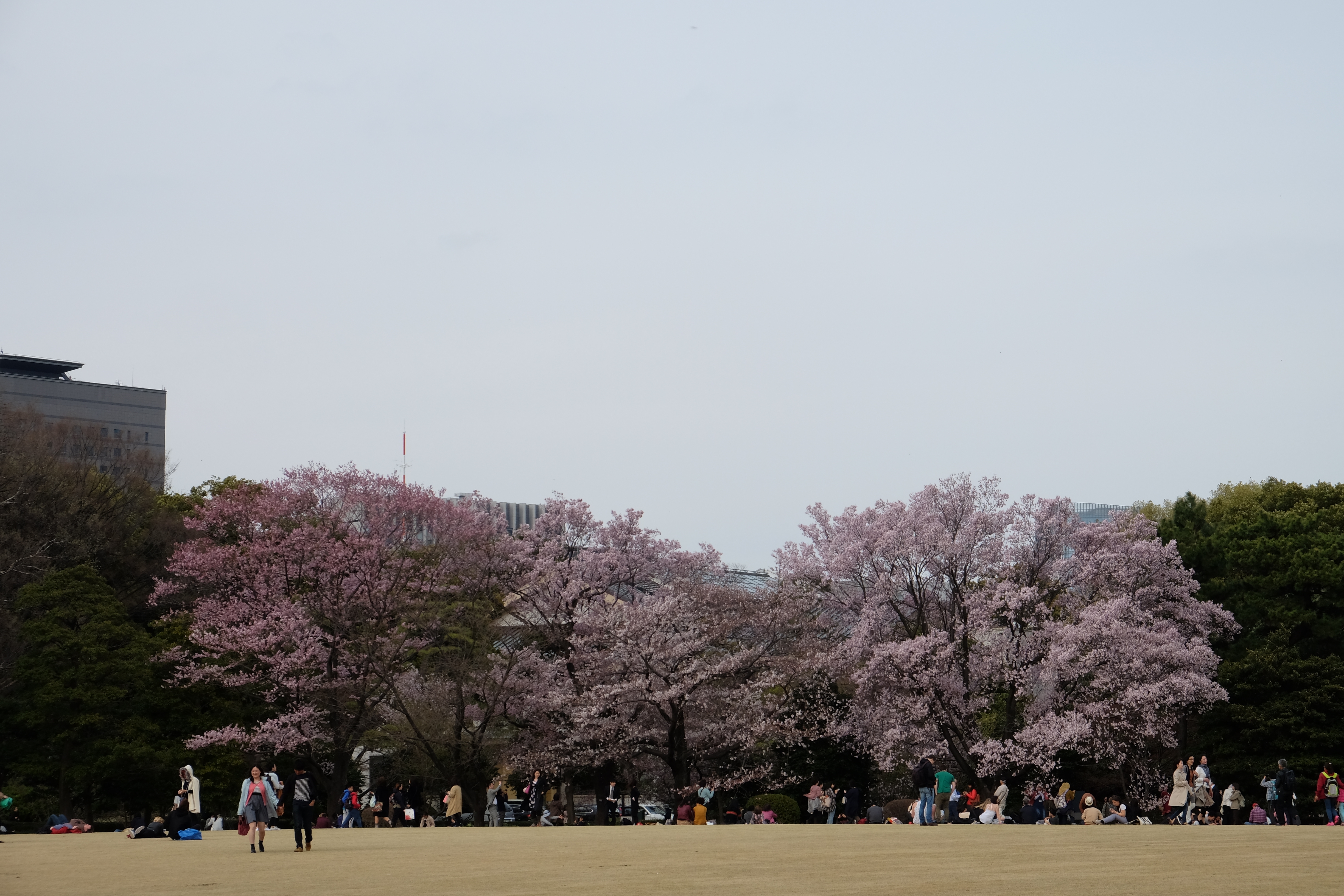 FUJIFILM X-T1+XF18-55  河口湖東京自助七日賞櫻之旅