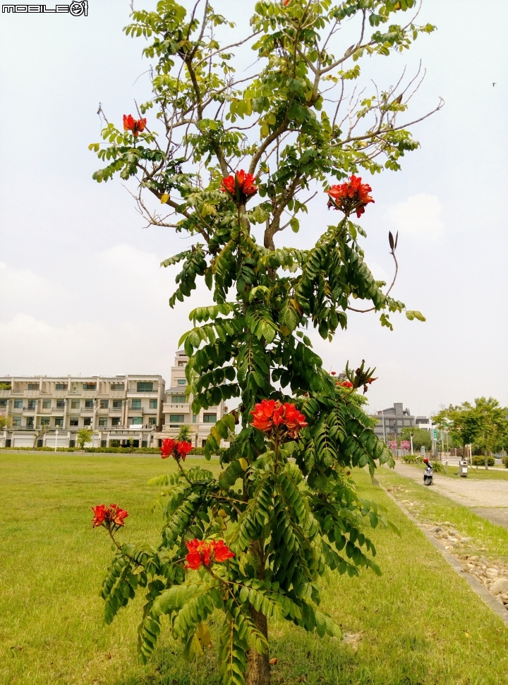 火焰木 嘉義市二二八國家紀念公園4月15號