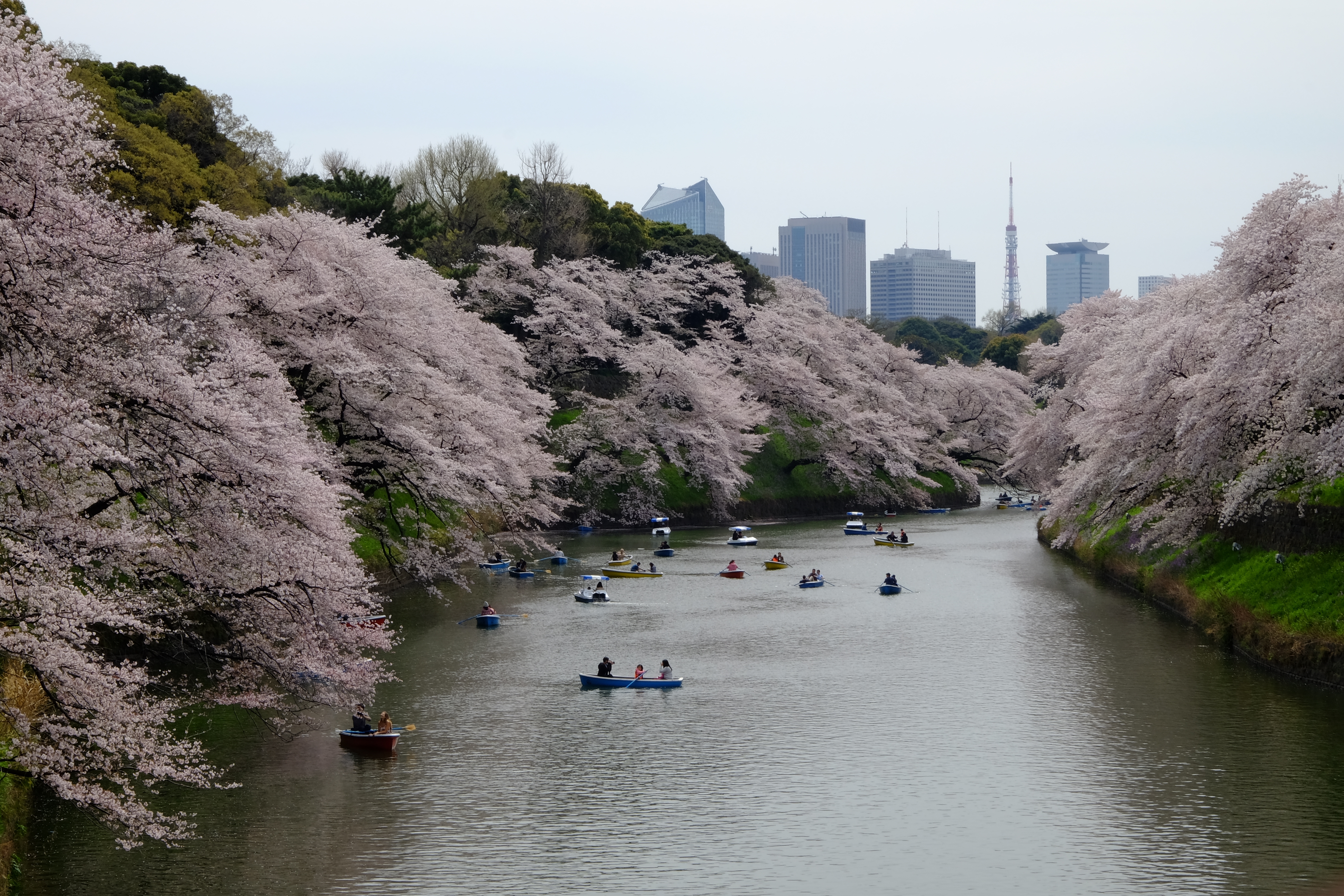 FUJIFILM X-T1+XF18-55  河口湖東京自助七日賞櫻之旅