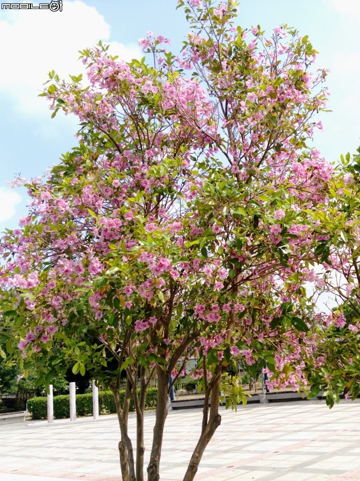台南市佳里區蕭壠文化園區 2017近未來的交陪 4月9號