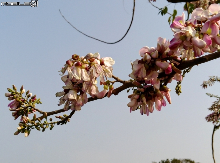 台南市將軍埤櫻花道 4月3號