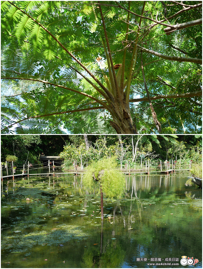 【沖繩親子景點】最適合全家同樂的「BIOS之丘」生態農場,迷你亞馬遜河上划舟、遊湖;亞熱帶森林搭小火車、帶山羊散步、坐水牛車、還有手作體驗