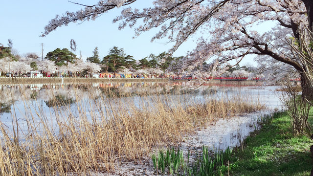 「新潟景點」--日本三大夜櫻之一:高田公園