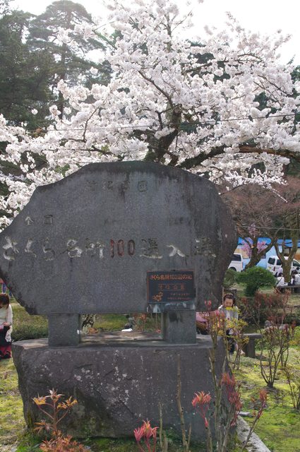 「新潟景點」--香蕉草莓不寫大概也沒人會寫! 日本櫻花百選:3000棵櫻花的松村公園
