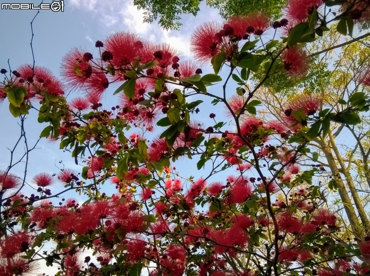 台南市歸仁區運動公園粉撲花4月22號