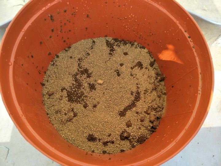 種植睡蓮