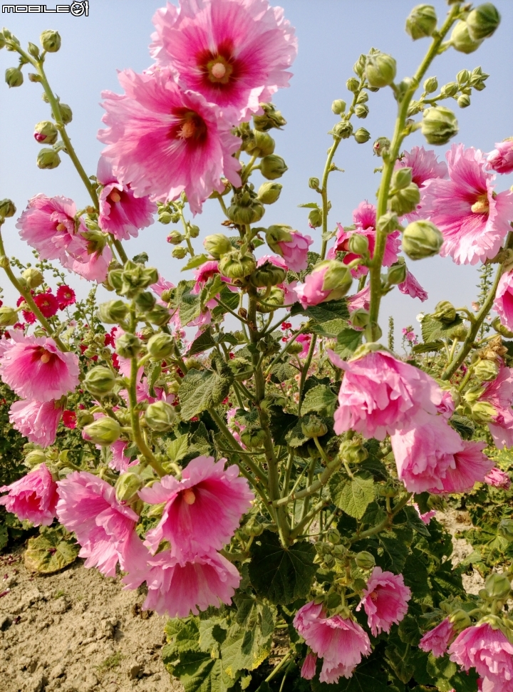 台南市台灣詩路 4月2號 木棉花 蜀葵花 菊花 向日葵