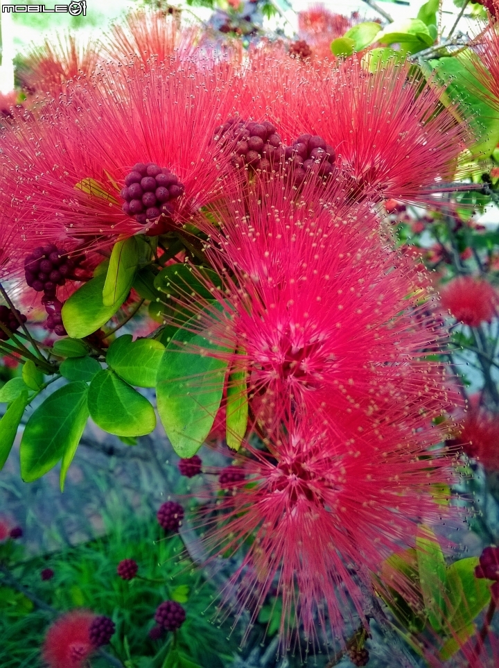 台南市歸仁區運動公園粉撲花4月22號