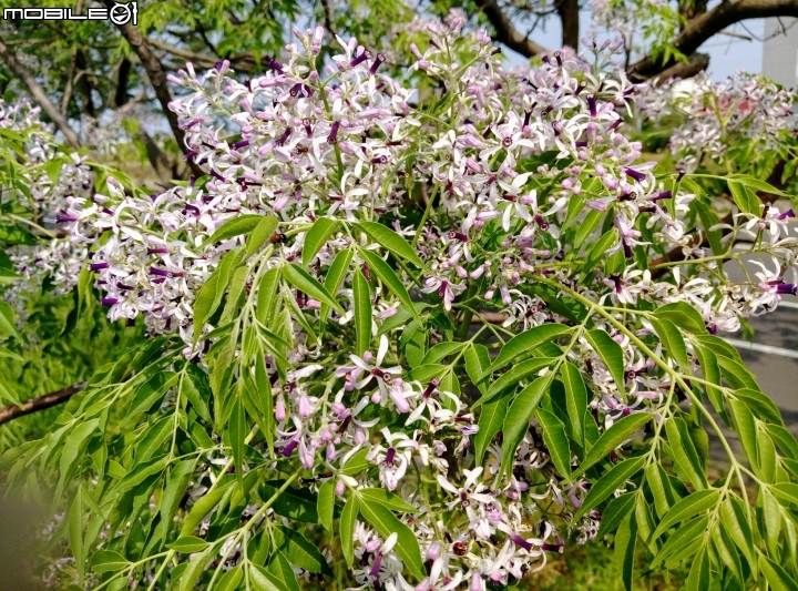 台南市苦煉花4月4號 縣173+曾文溪堤防