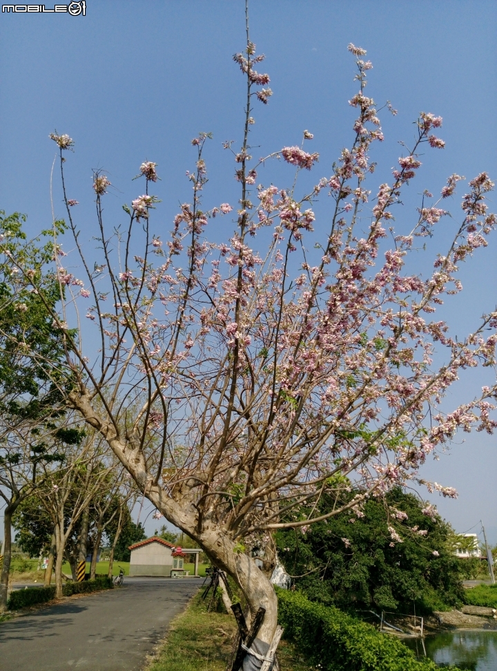 台南市將軍埤櫻花道 4月3號