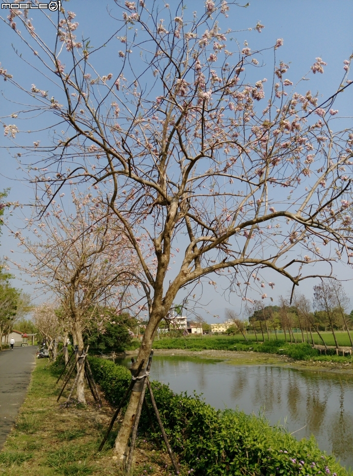 台南市將軍埤櫻花道 4月3號