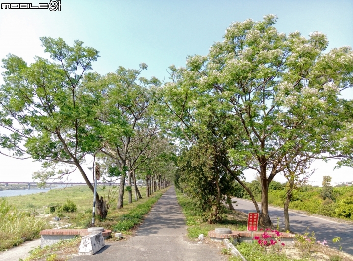 台南市苦煉花4月4號 縣173+曾文溪堤防