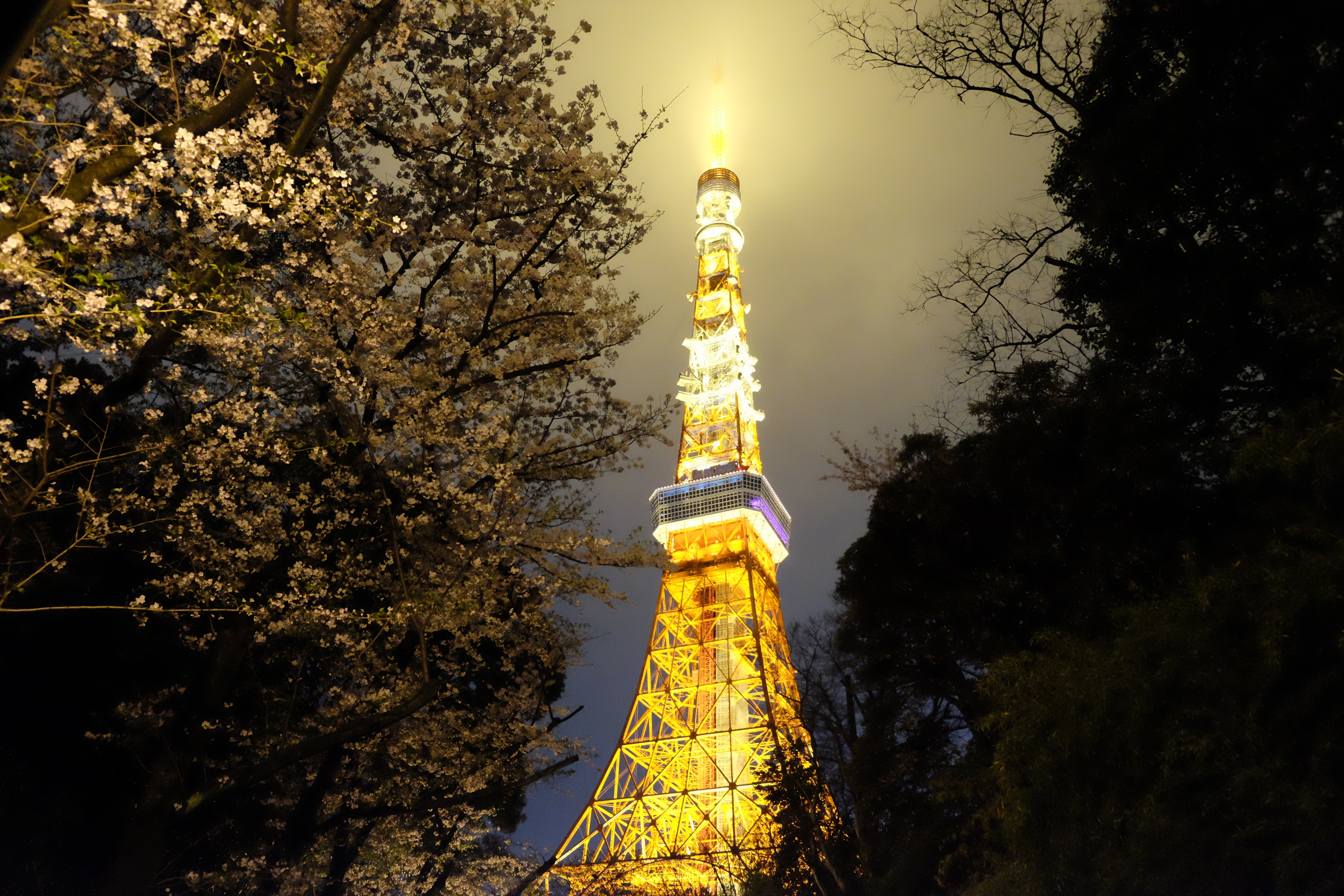 FUJIFILM X-T1+XF18-55  河口湖東京自助七日賞櫻之旅