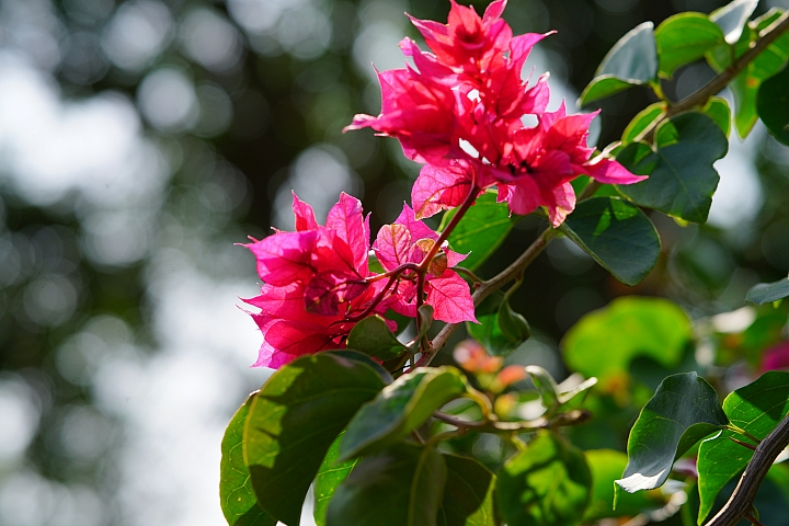 散景之王 強勢回歸！Sony G Master FE 100mm F2.8 STF GM OSS 高解像力同時具備完美散景！