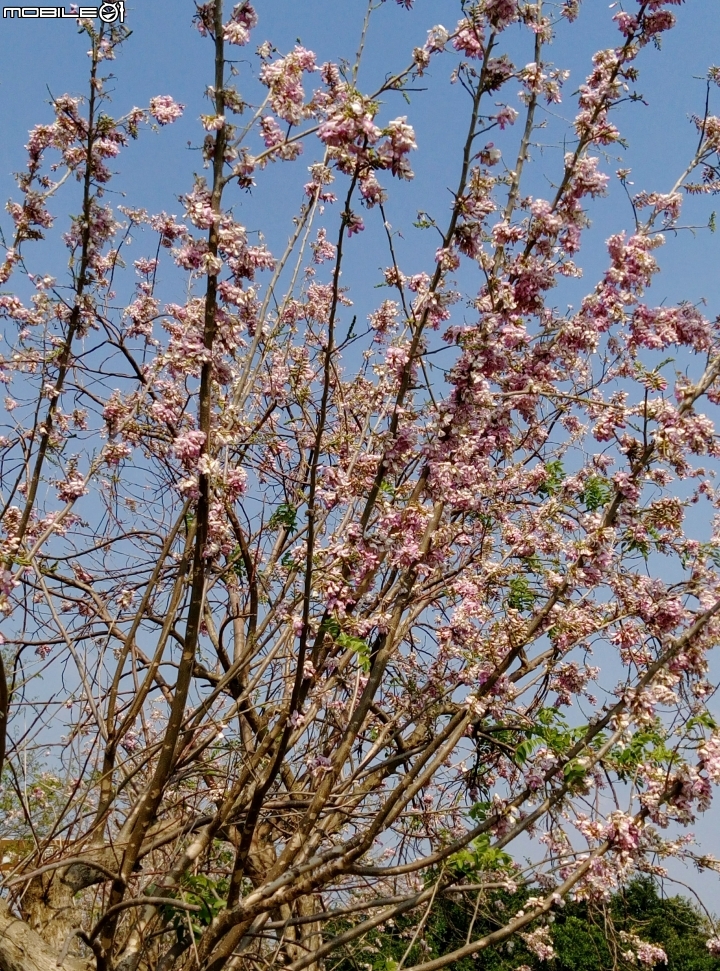 台南市將軍埤櫻花道 4月3號