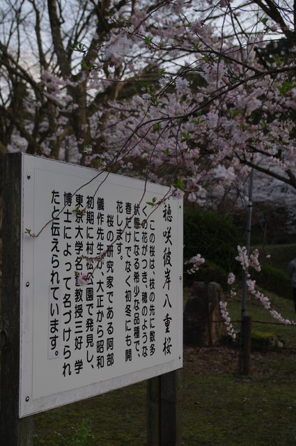 「新潟景點」--香蕉草莓不寫大概也沒人會寫! 日本櫻花百選:3000棵櫻花的松村公園