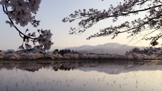 「新潟景點」--日本三大夜櫻之一:高田公園