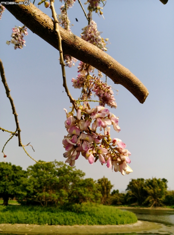 台南市將軍埤櫻花道 4月3號
