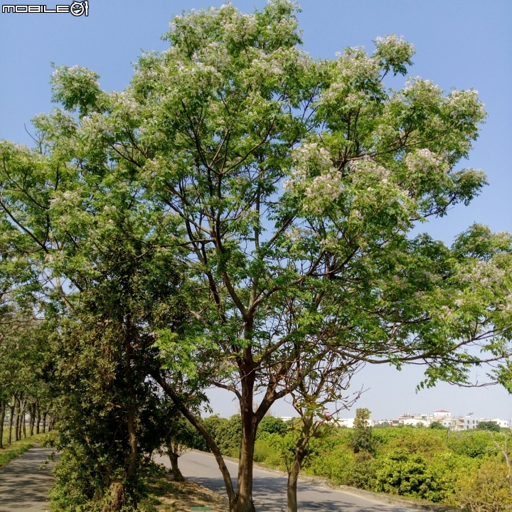 台南市苦煉花4月4號 縣173+曾文溪堤防
