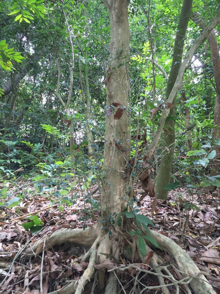 請教七里香樹齡