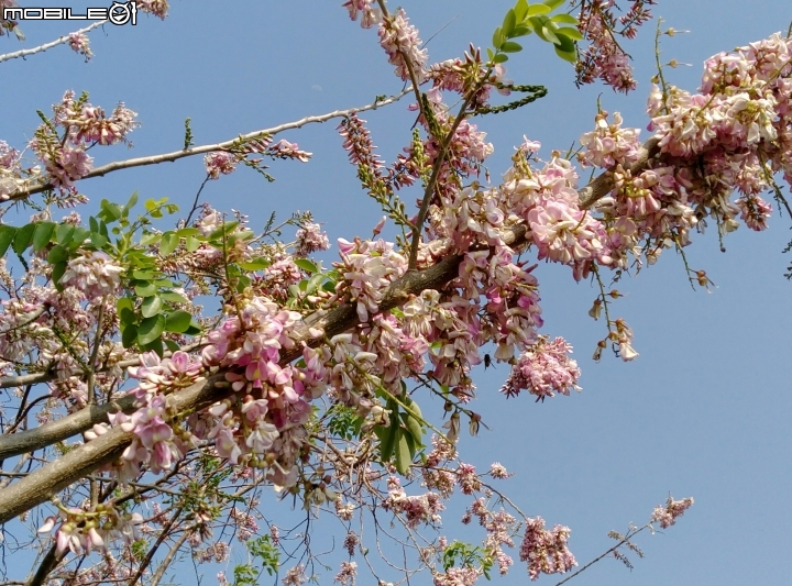 台南市將軍埤櫻花道 4月3號