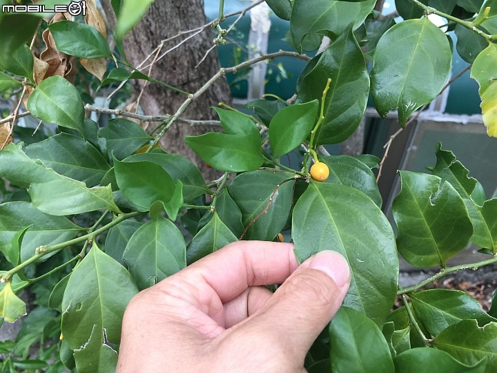 問題：請教植物名
