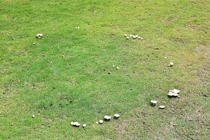 雨天後草地冒出了許多可愛的菇菇