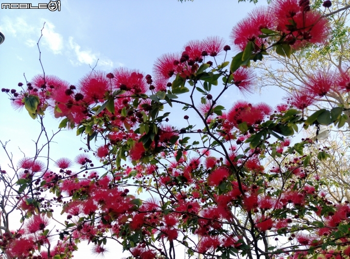 台南市歸仁區運動公園粉撲花4月22號