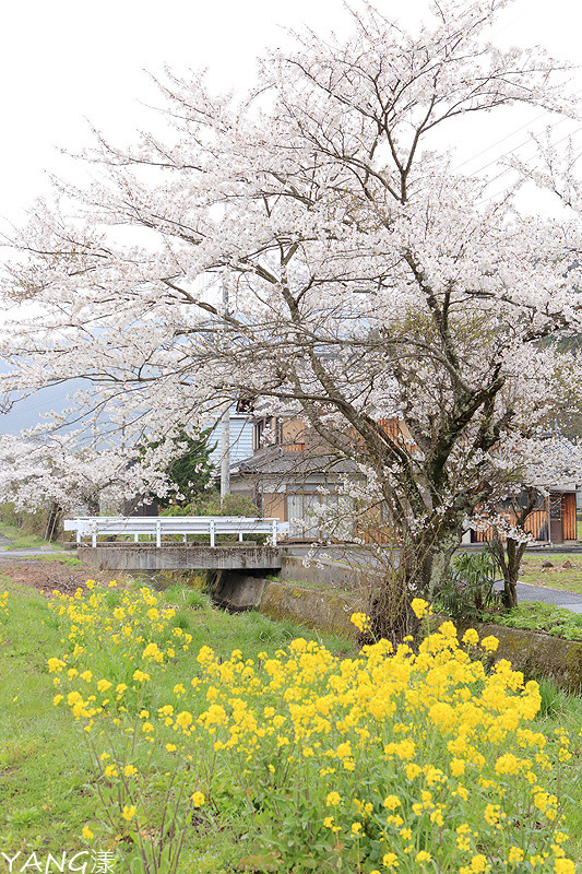 【滋賀】余吳湖賞櫻，走過路過不要錯過