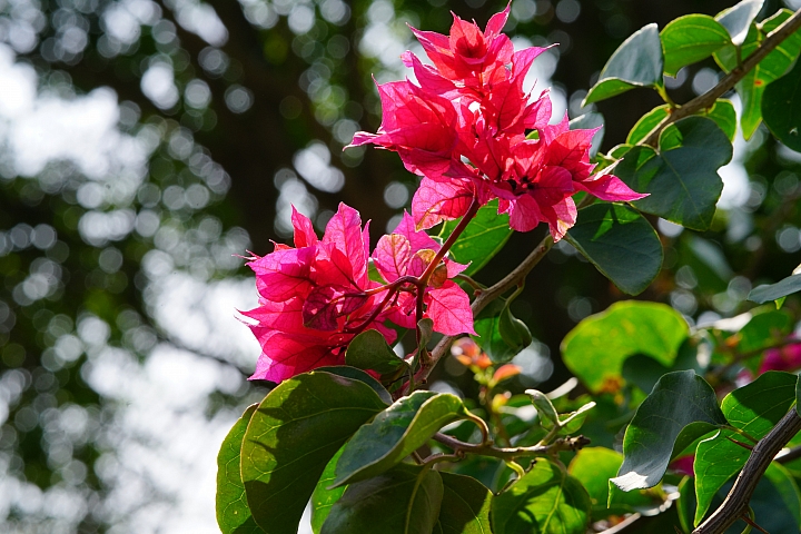 散景之王 強勢回歸！Sony G Master FE 100mm F2.8 STF GM OSS 高解像力同時具備完美散景！