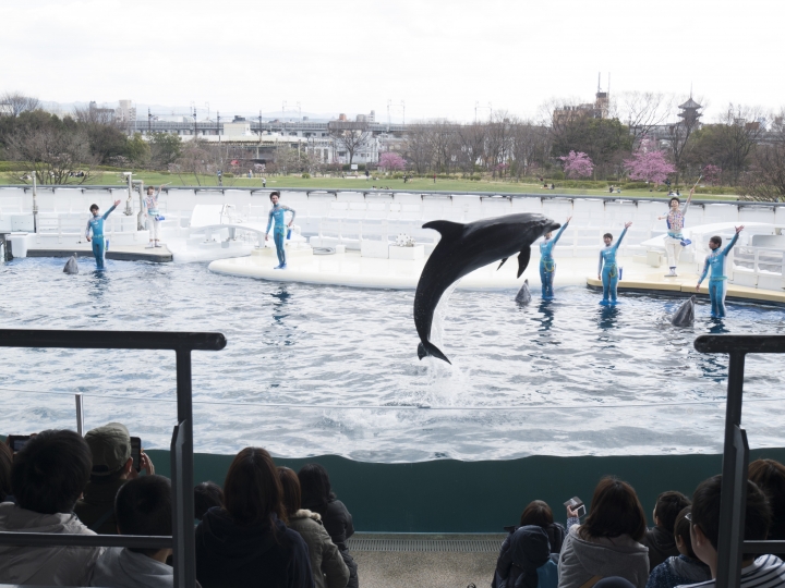 京都溜小孩 [梅小路水族館、鐵道博物館] 圖多喔！