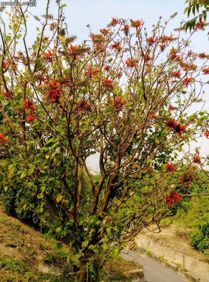 黃脈莿桐 台南市曾文溪堤防麻豆段防汛專用道4月15號