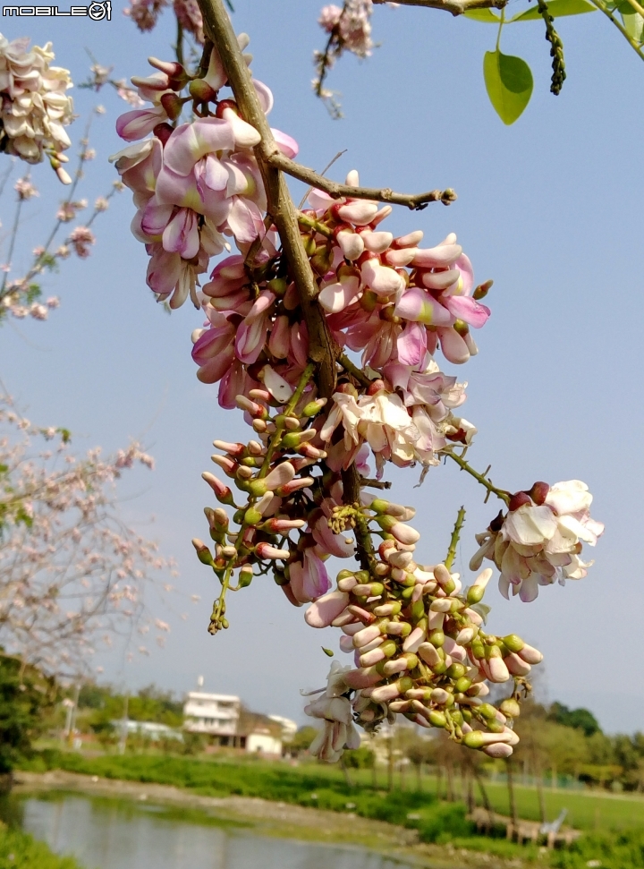 台南市將軍埤櫻花道 4月3號
