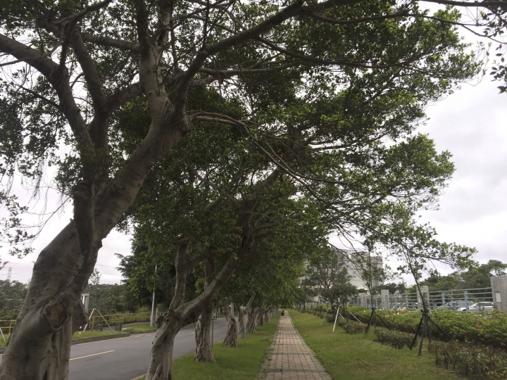 四錶怪客測試第三彈：Garmin Fenix 3 vs Forerunner 235 vs Bryton AMIS 630 vs Apple watch 2 軌跡圖測試