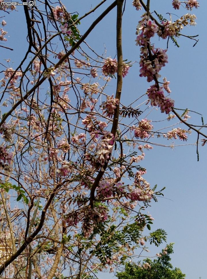 台南市將軍埤櫻花道 4月3號
