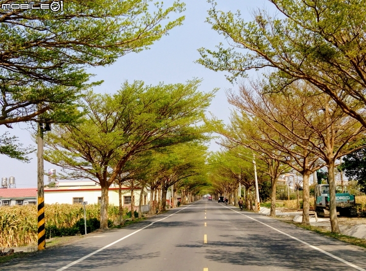台南市學甲綠色隧道 4月2號