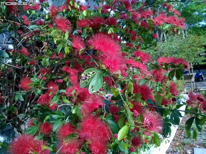 台南市歸仁區運動公園粉撲花4月22號