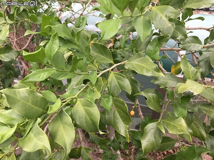 問題：請教植物名